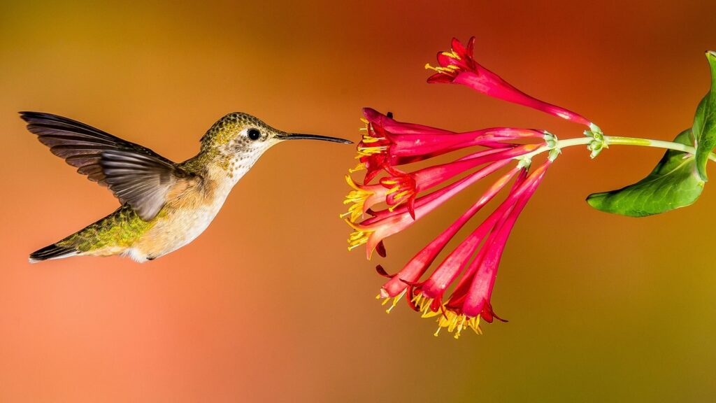 αλγόριθμος Hummingbird